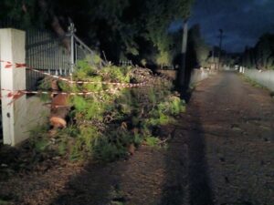 Εννέα επεμβάσεις της Πυροσβεστικής Κω και εθελοντικών ομάδων, για πτώσεις δέντρων λόγω κακοκαιρίας