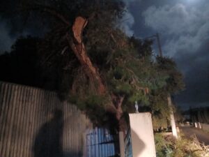 Εννέα επεμβάσεις της Πυροσβεστικής Κω και εθελοντικών ομάδων, για πτώσεις δέντρων λόγω κακοκαιρίας