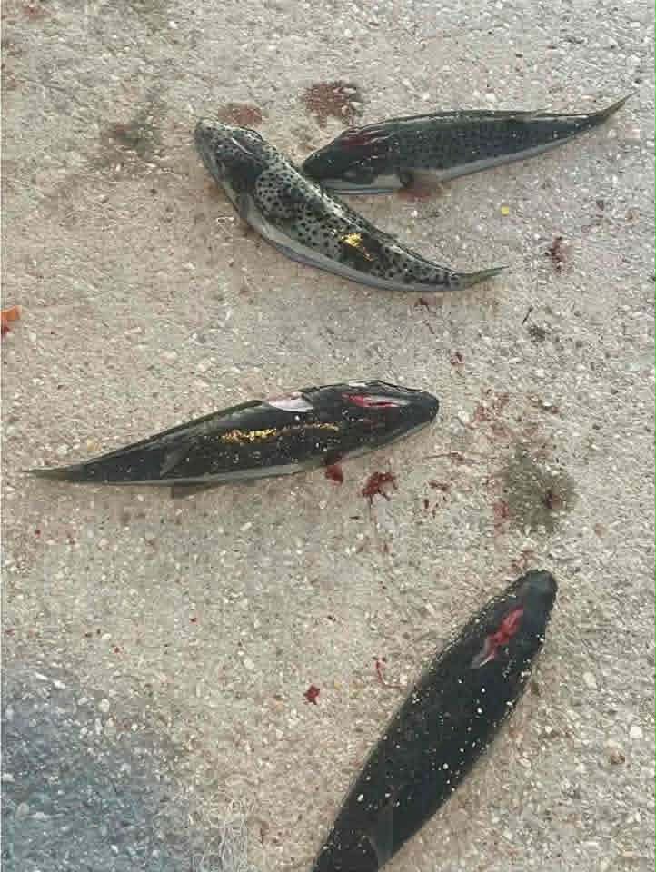 Αυτόματο προσχέδιο