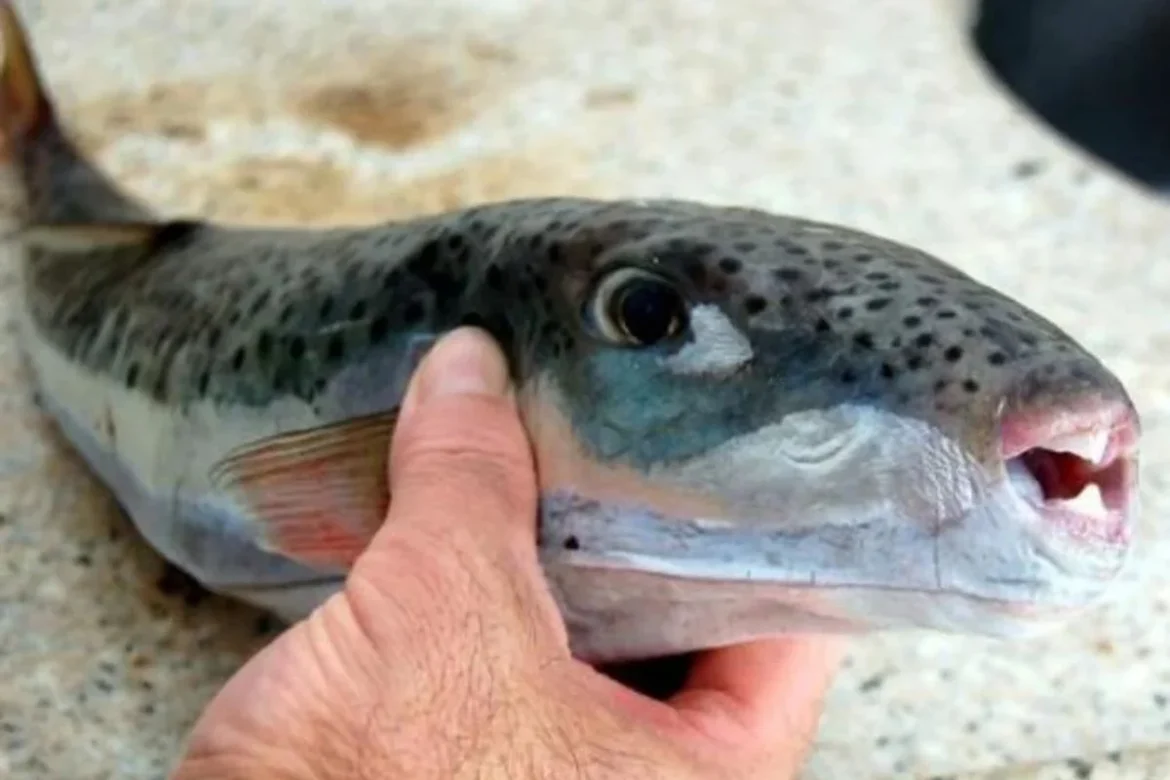 Hand holding a large spotted trout by the head on a concrete surface, mouth slightly open.