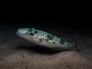 Green-spotted puffer fish swimming just above a sandy ocean floor with a dark background behind it, its body dotted with black spots and teal-green hues.