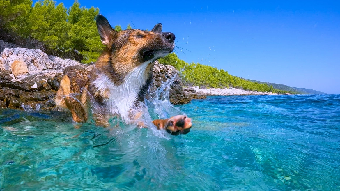 Dog splashes through clear turquoise water near a rocky shoreline with green trees and a bright blue sky.