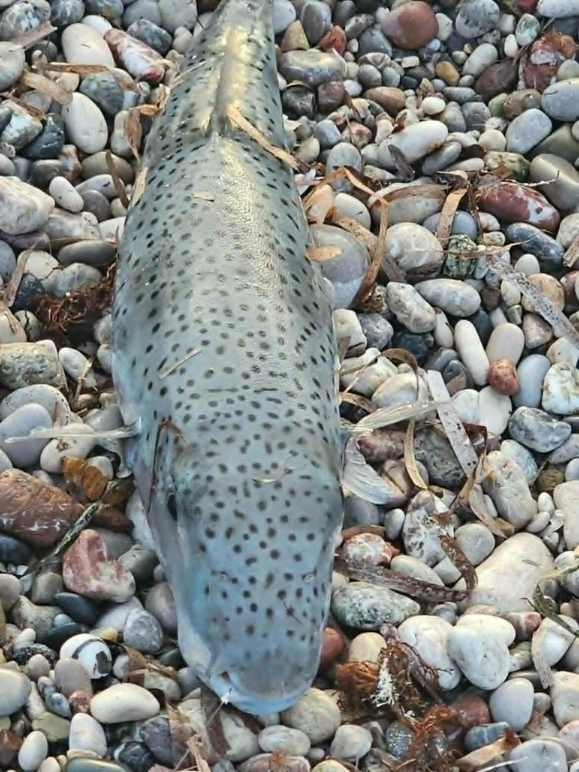 A spotted grey fish lies on a bed of smooth pebbles along the shore.