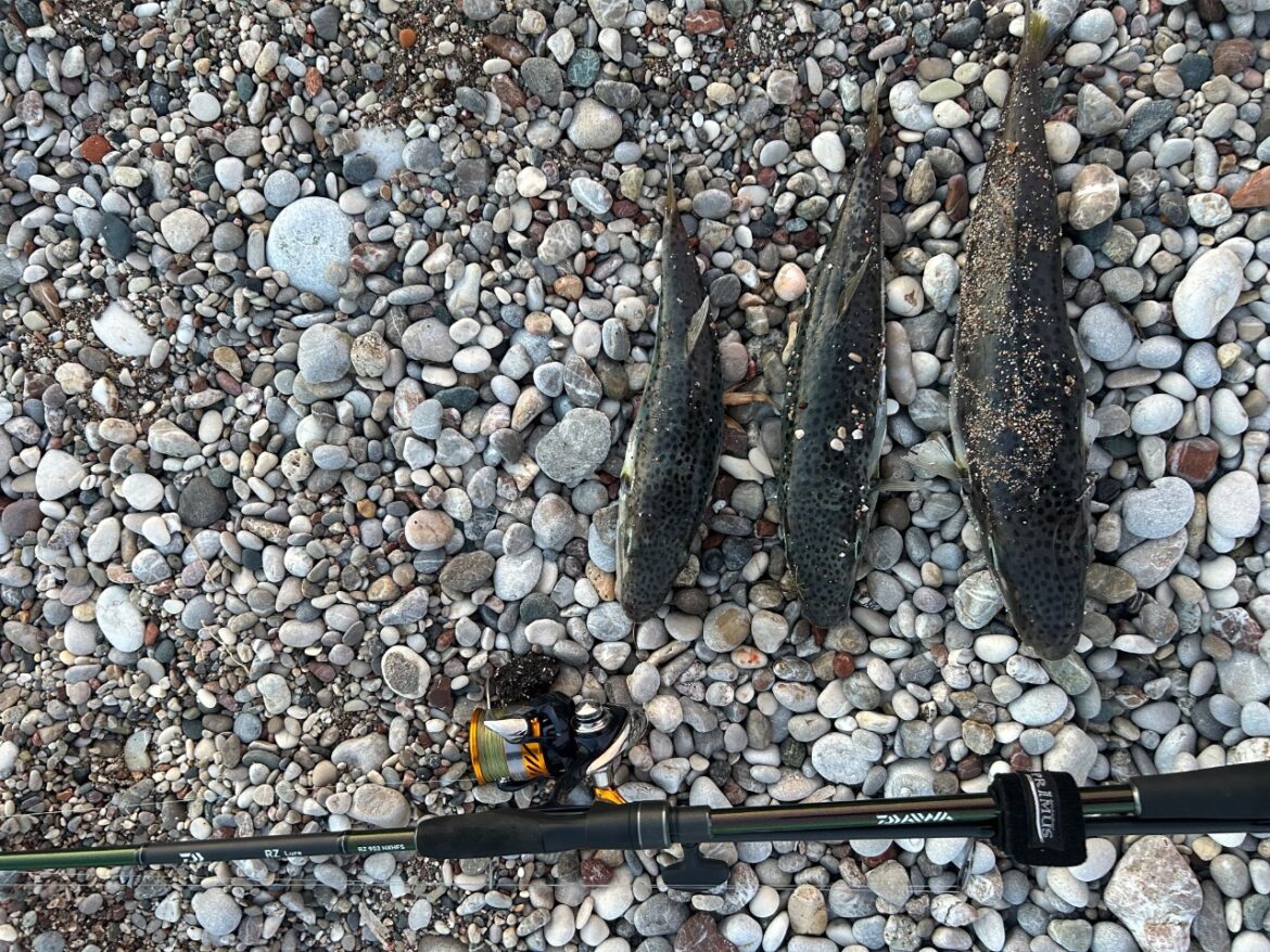 Three dark, speckled fish lie belly-up on a pebble beach next to a fishing rod and reel used for catching them.