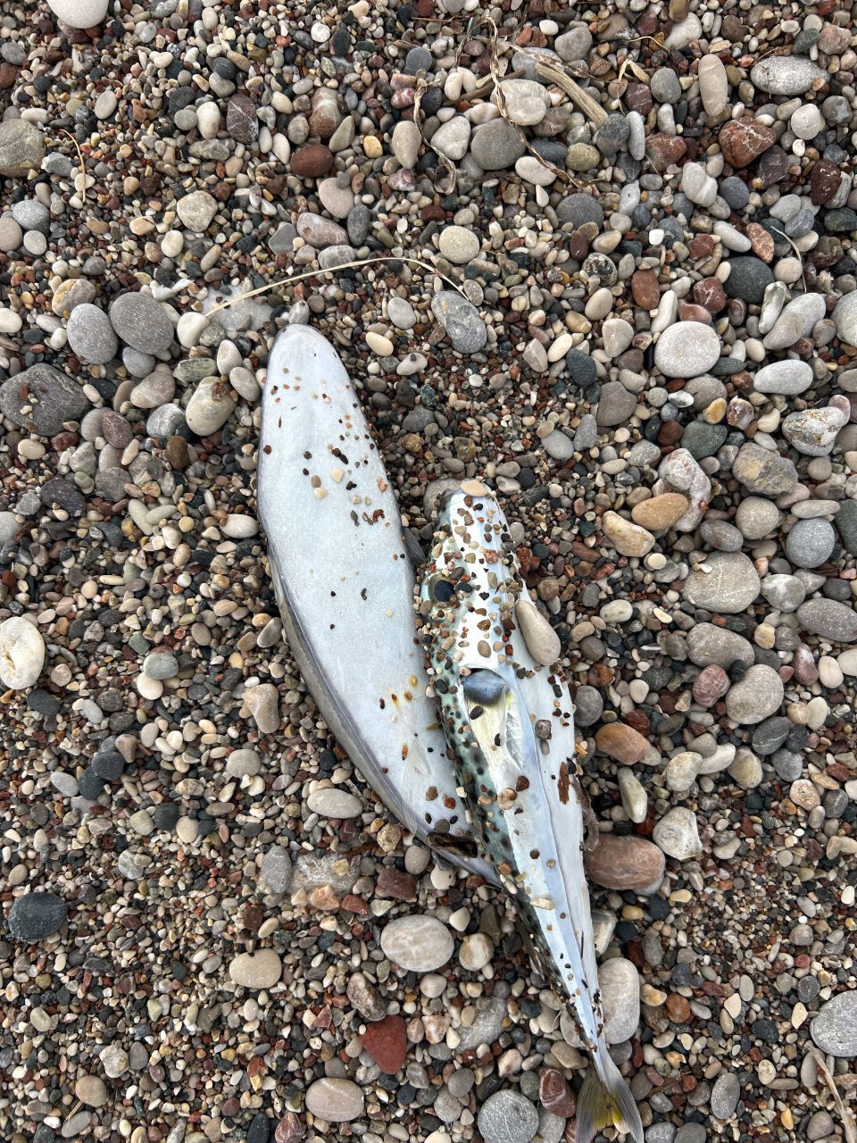 Two small dead fish lie on a pebble beach among smooth multicolored stones, one larger and gray and the other smaller with spots and a visibly open mouth.