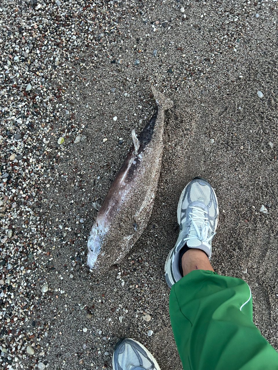 Person in gray sneakers and green pants standing on a pebbly beach next to a large, dark dead fish partially buried in the sand