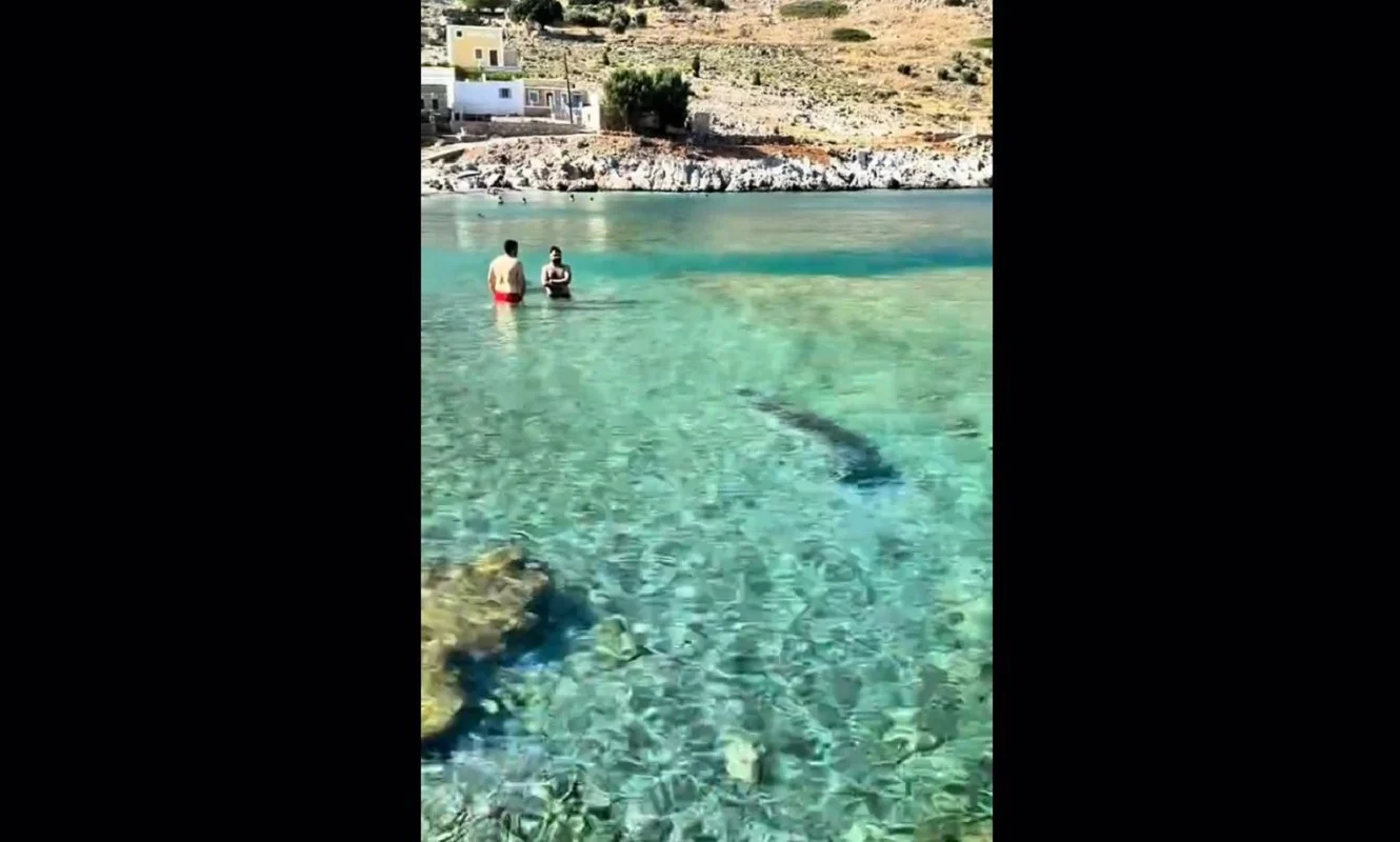 Φώκια εμφανίστηκε σε παραλία της Σύμης και κολύμπησε δίπλα στους λουόμενους (video)
