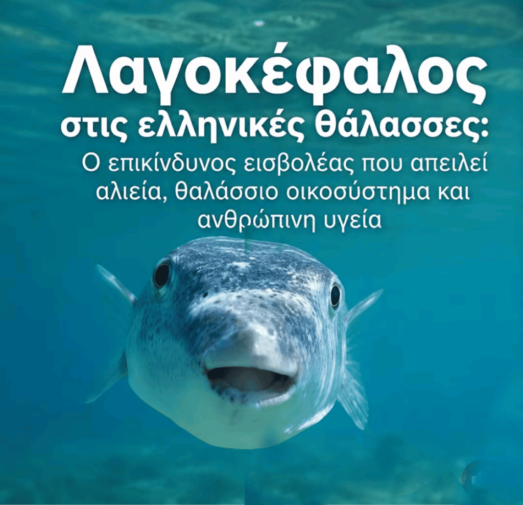 Ρ.Ο.ΤΑ.: 16 χρόνια μετά….Το κυνήγι του λαγοκέφαλου επιστρέφει!